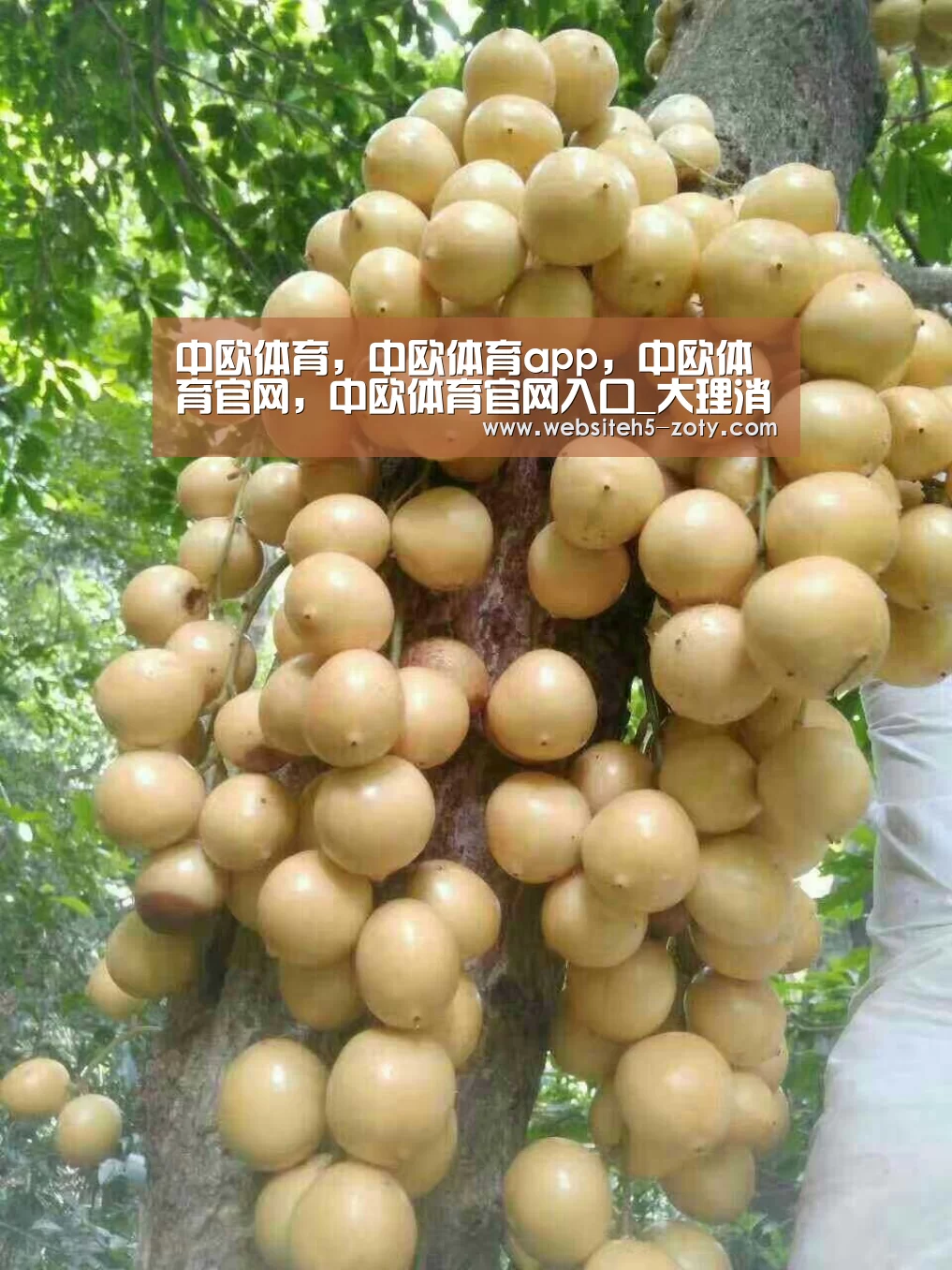 中欧体育,中欧体育app,中欧体育官网,中欧体育官网入口_大理消防顺利完成“大理巍山小吃节”安保任务(图1) 中欧体育,中欧体育app,中欧体育官网,中欧体育官网入口
